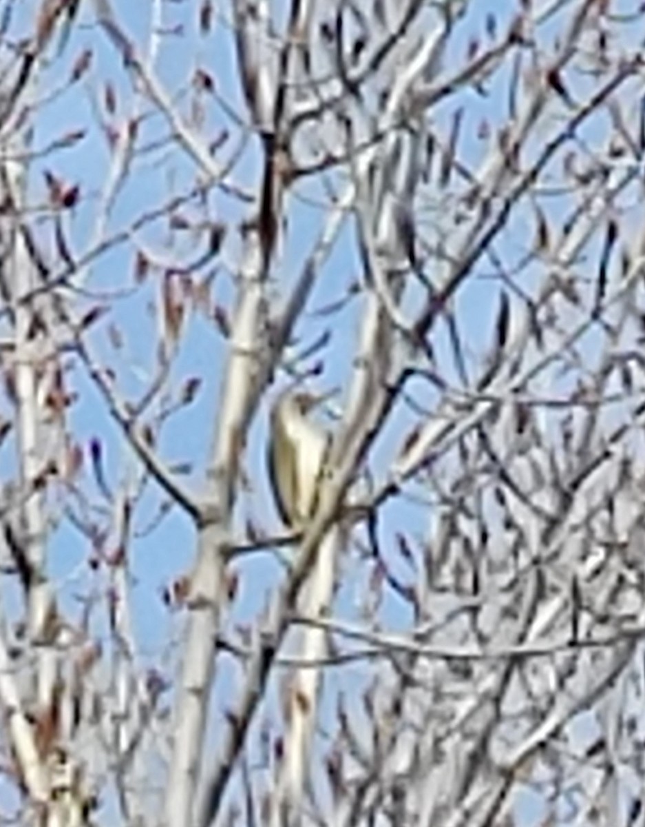Iberian Green Woodpecker - ML614046058