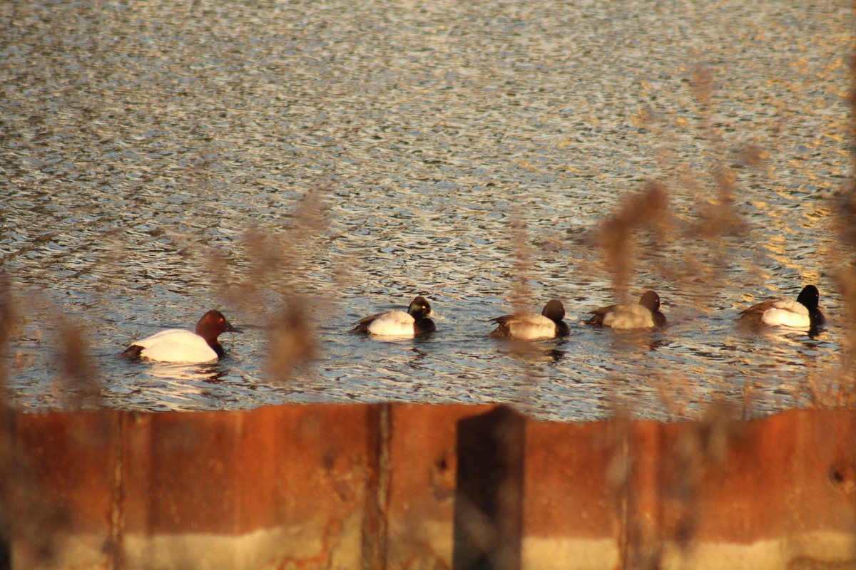 Lesser Scaup - ML614046082