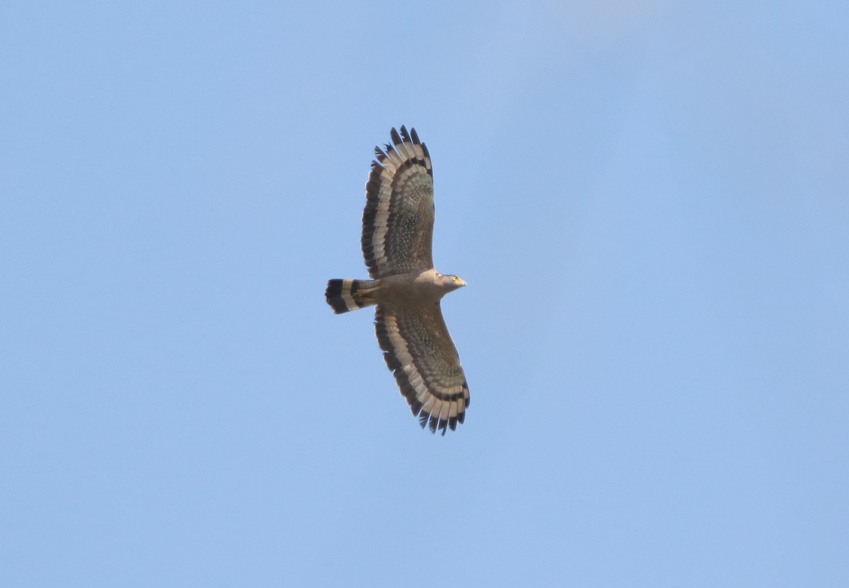 Crested Serpent-Eagle - ML614046191