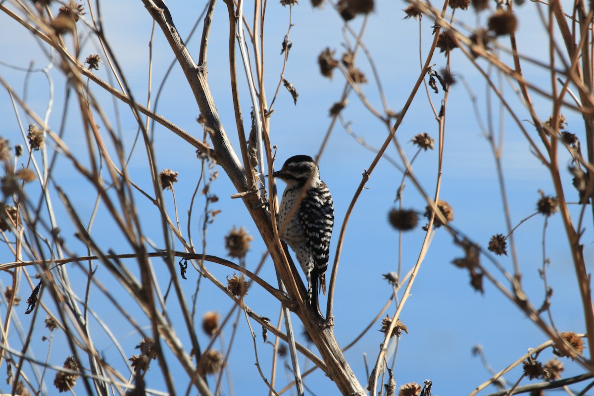 Ladder-backed Woodpecker - ML614046192