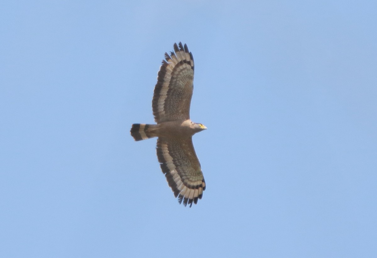 Crested Serpent-Eagle - ML614046195