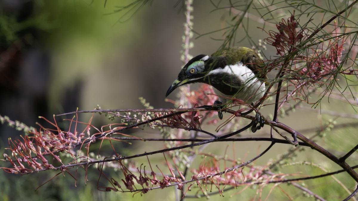 Blue-faced Honeyeater (White-quilled) - ML614046213