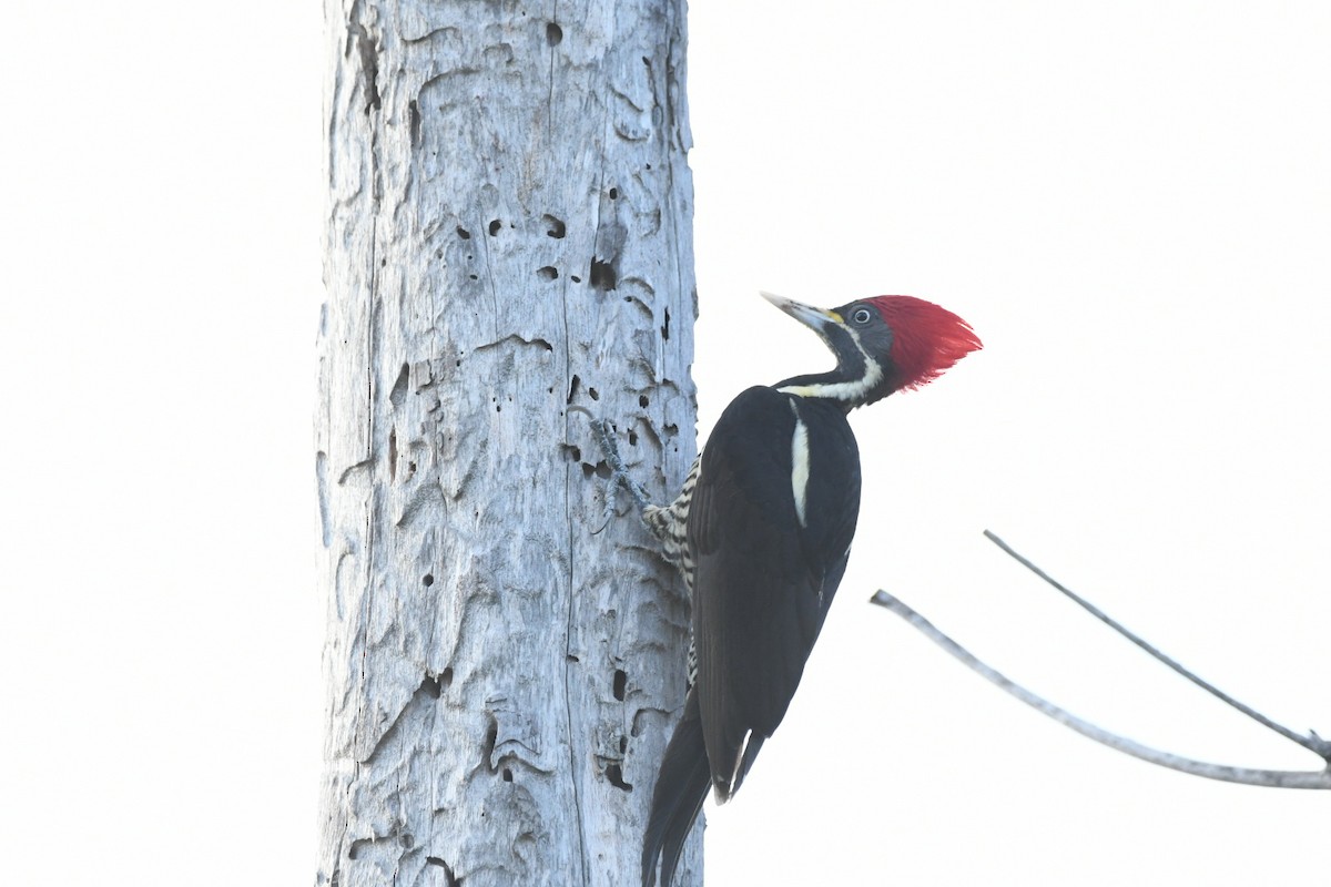 Lineated Woodpecker - ML614046294
