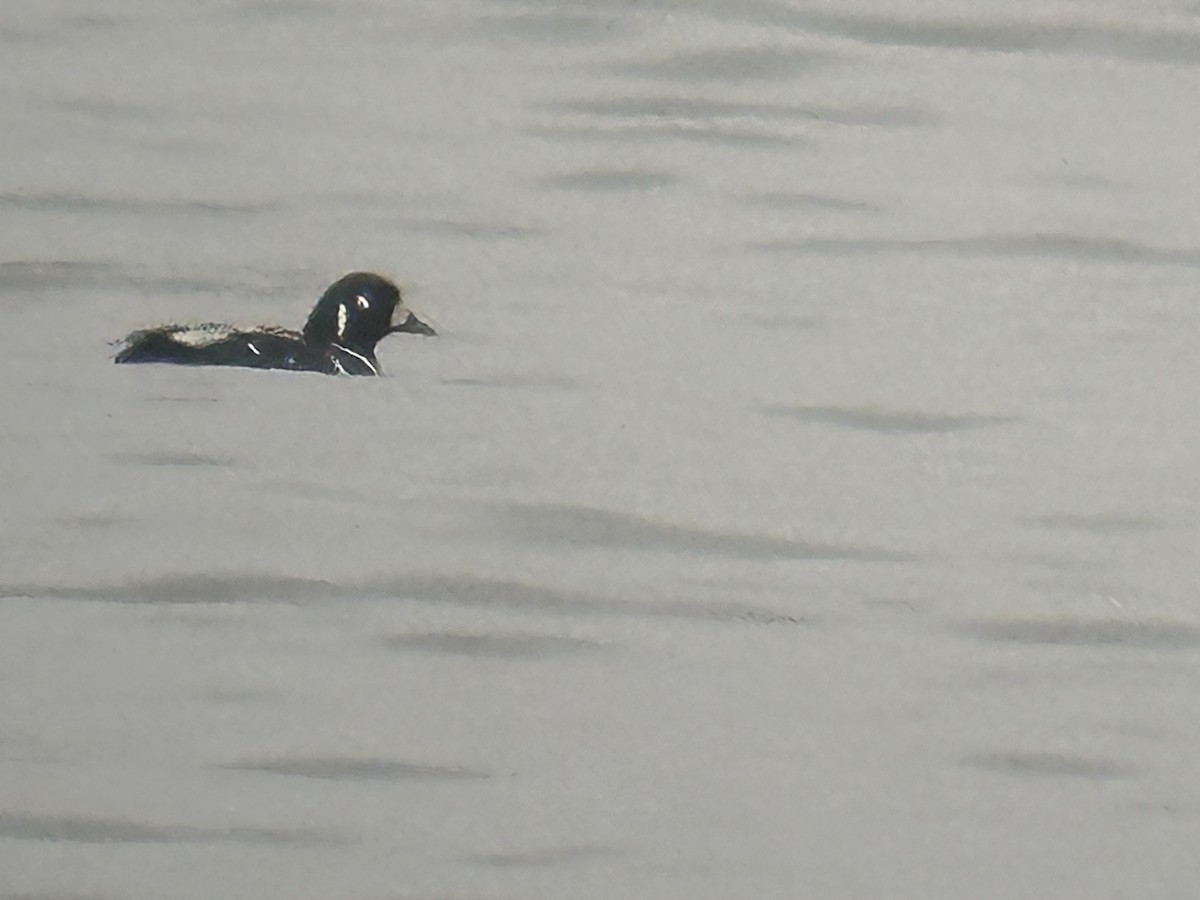 Harlequin Duck - ML614046308