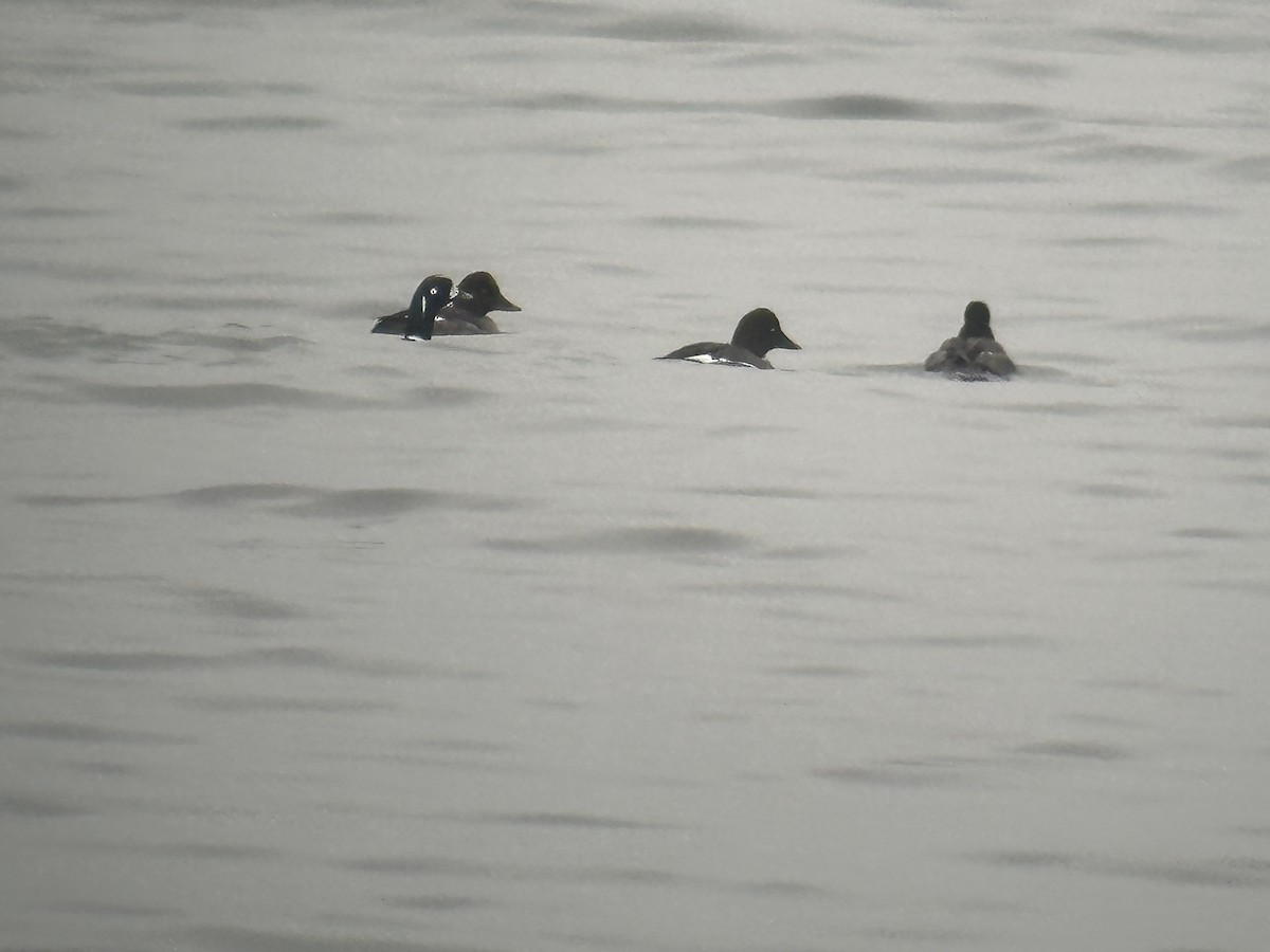 Harlequin Duck - ML614046309