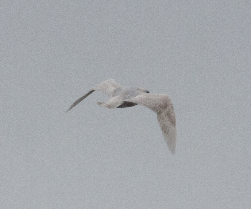 Iceland Gull - ML614046340