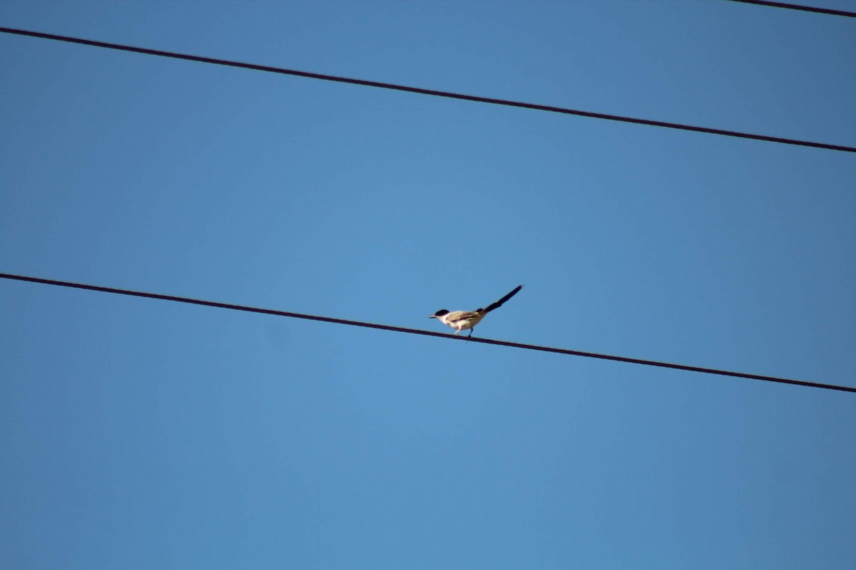 Fork-tailed Flycatcher - ML614046355