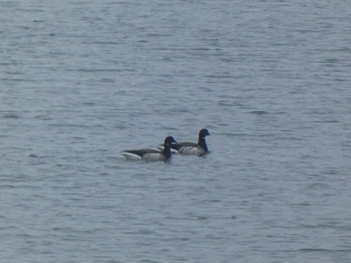 Brant - ML614046357