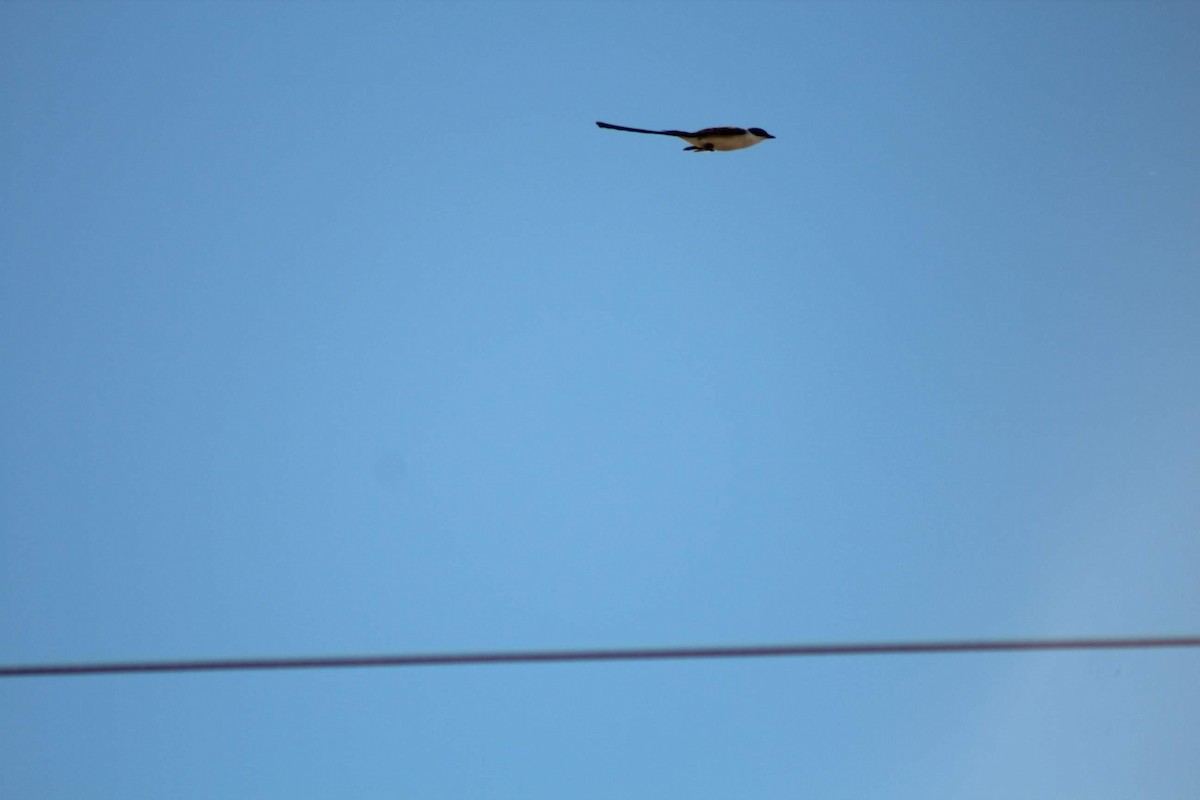 Fork-tailed Flycatcher - ML614046369