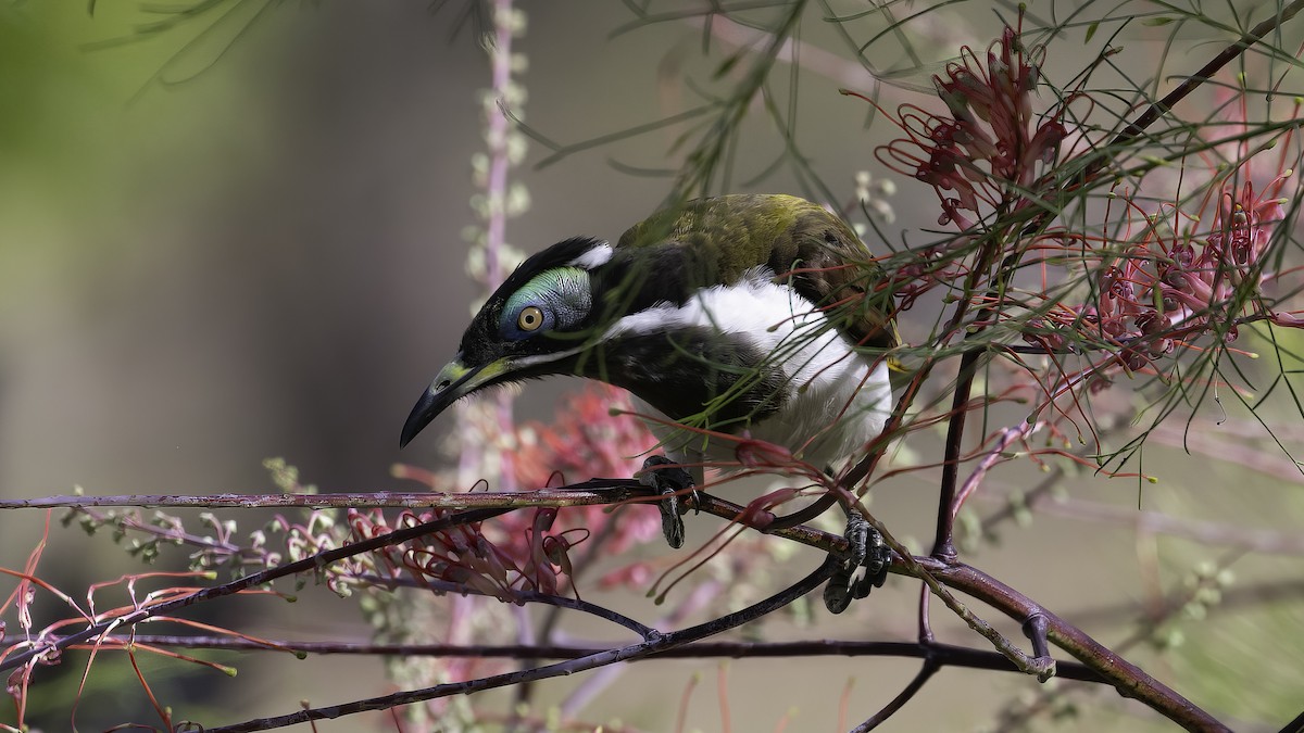 Blue-faced Honeyeater (White-quilled) - ML614046377