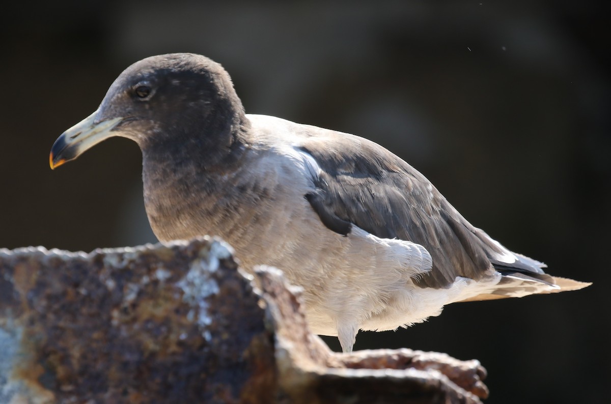 Belcher's Gull - ML614046379