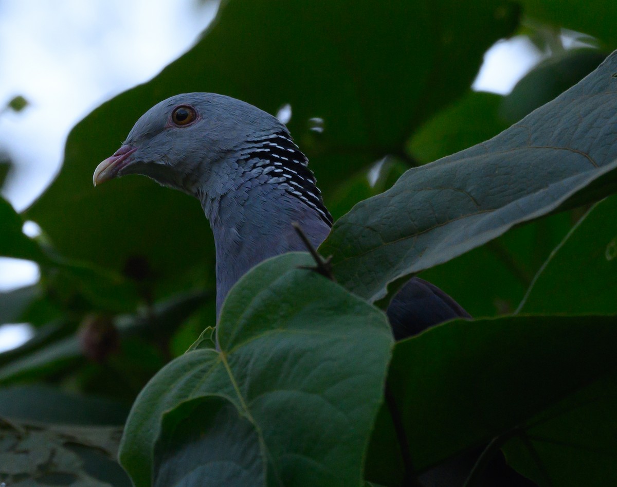 Nilgiri Wood-Pigeon - Lea Schellhous