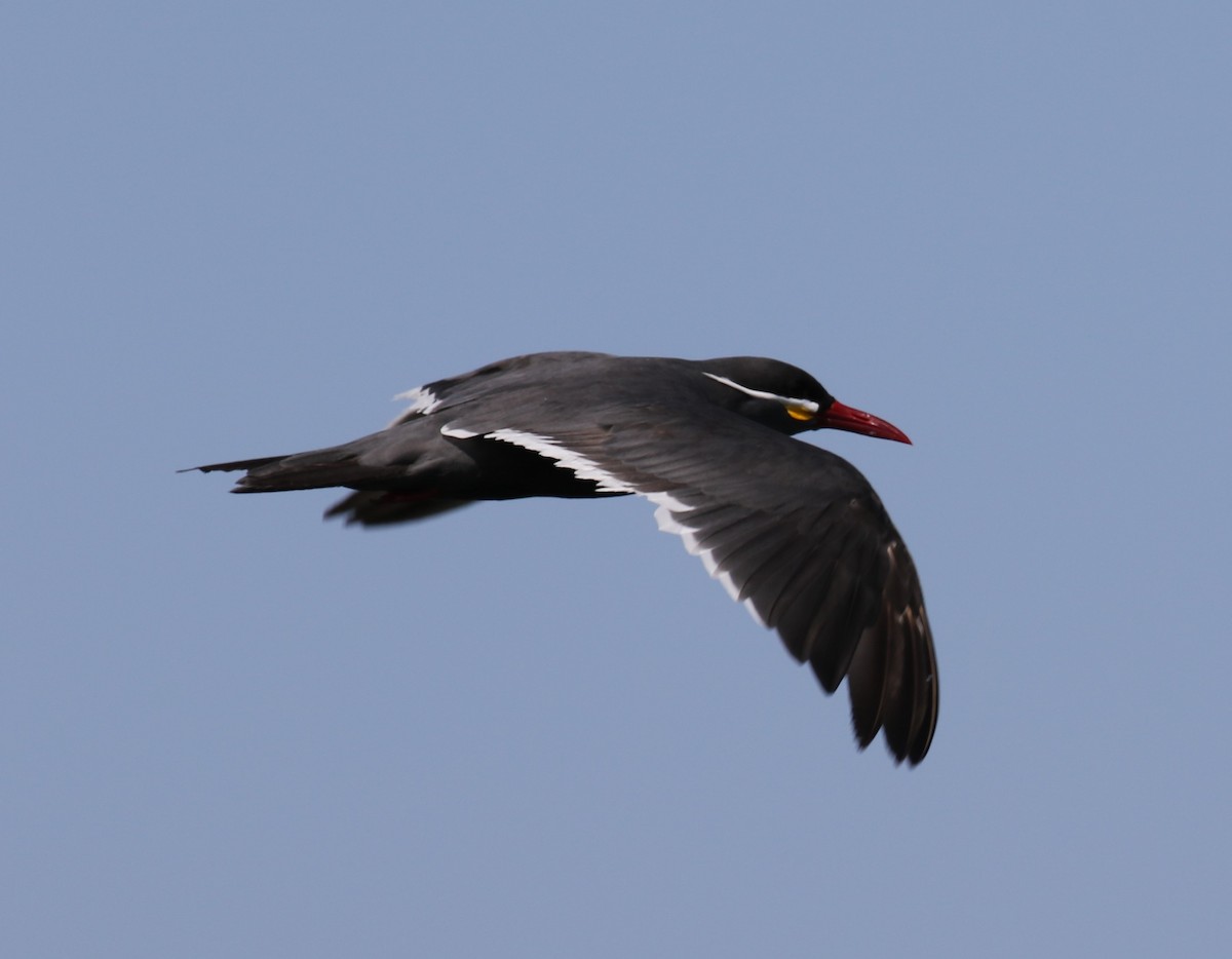 Inca Tern - ML614046425