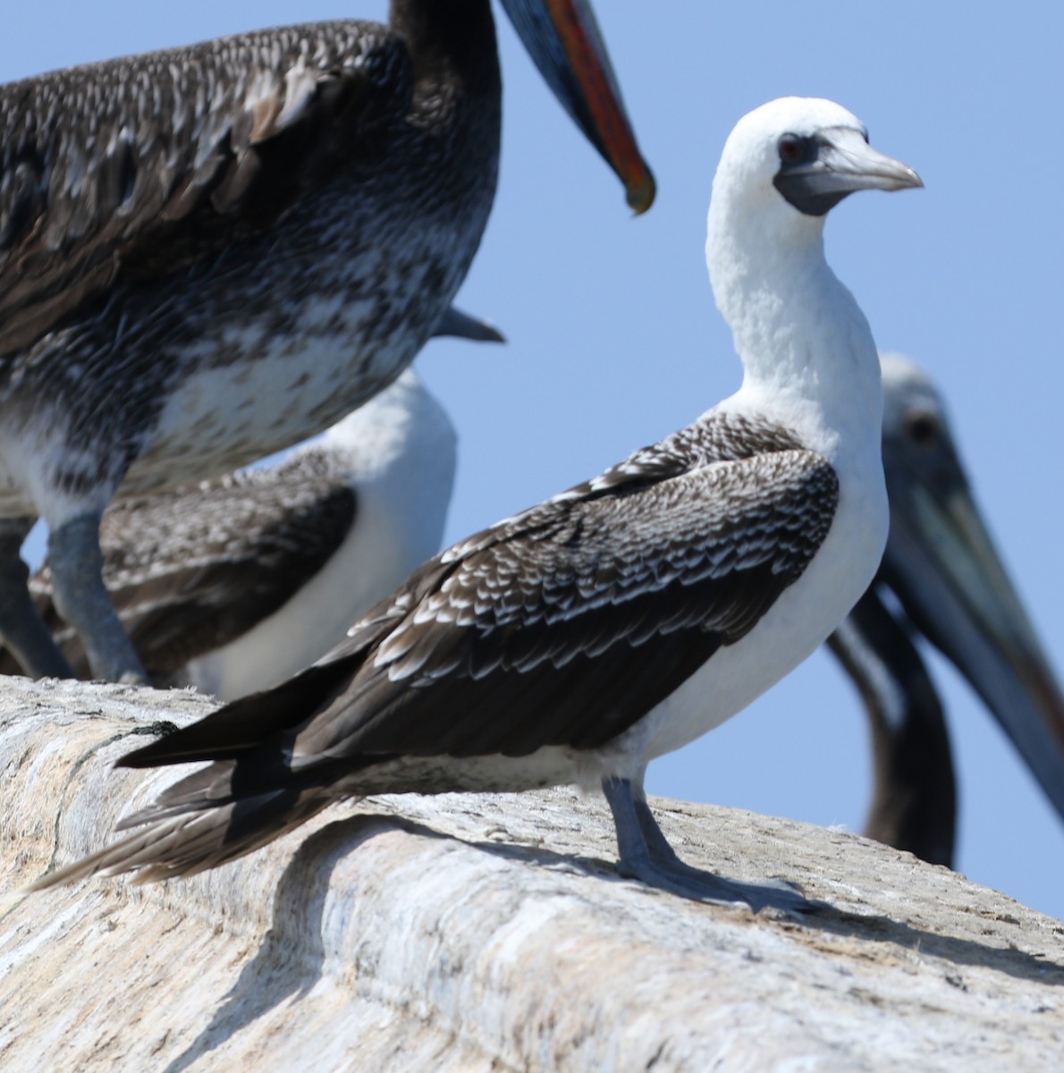 Peruvian Booby - ML614046427