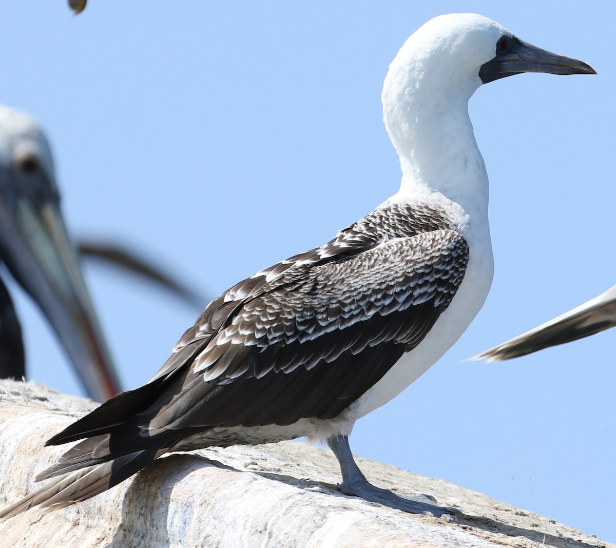 Peruvian Booby - ML614046431