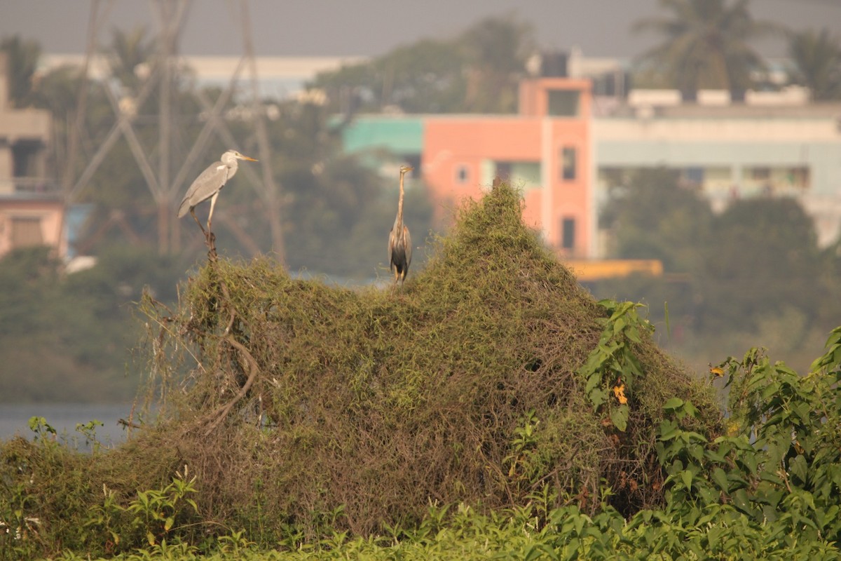 Gray Heron - Padmaja Sriramamanikandan