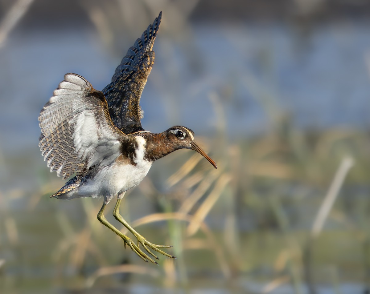 Greater Painted-Snipe - ML614046544