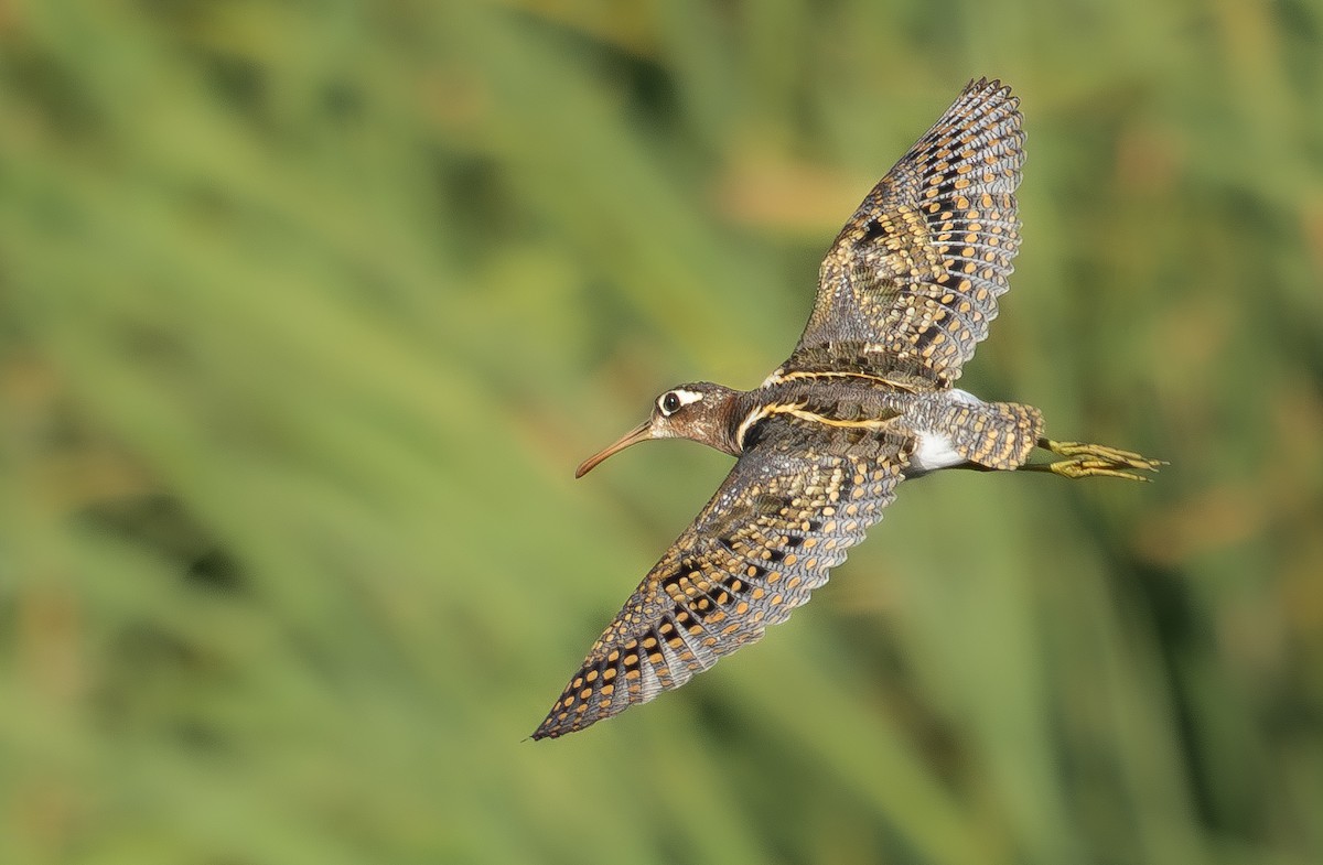 Greater Painted-Snipe - ML614046545