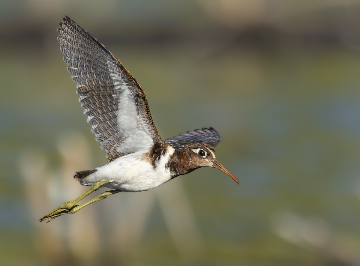 Greater Painted-Snipe - ML614046546