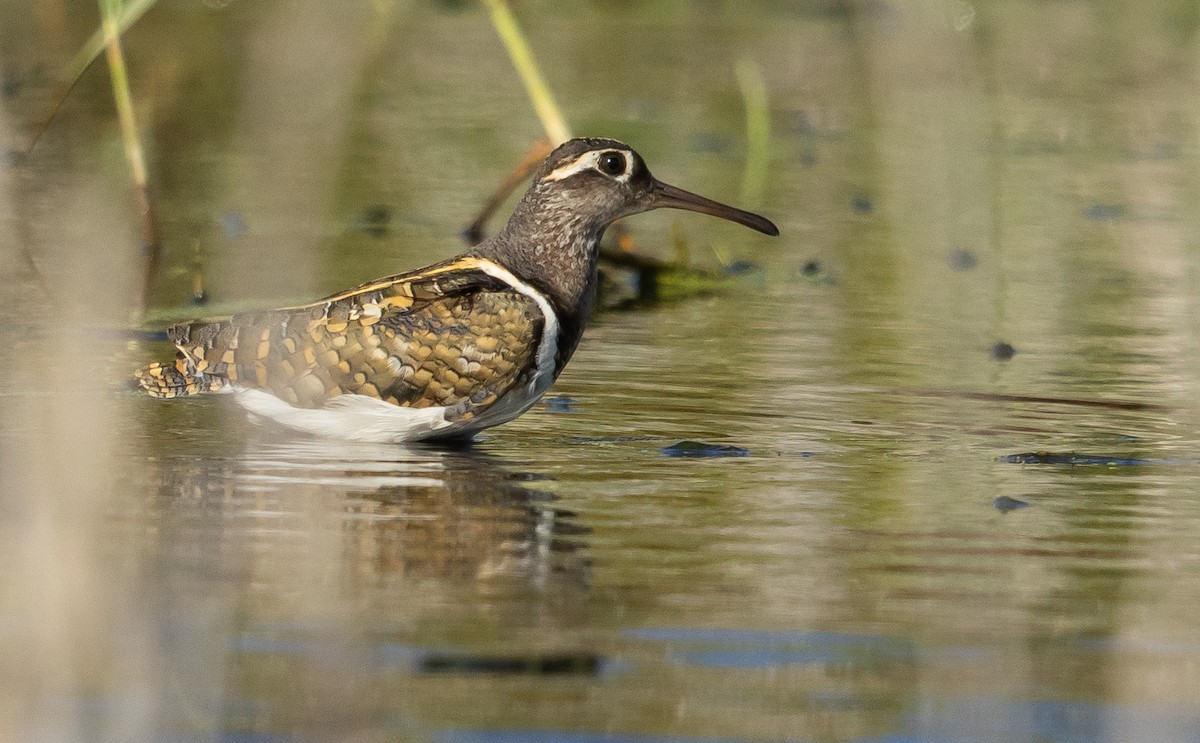 Greater Painted-Snipe - ML614046547