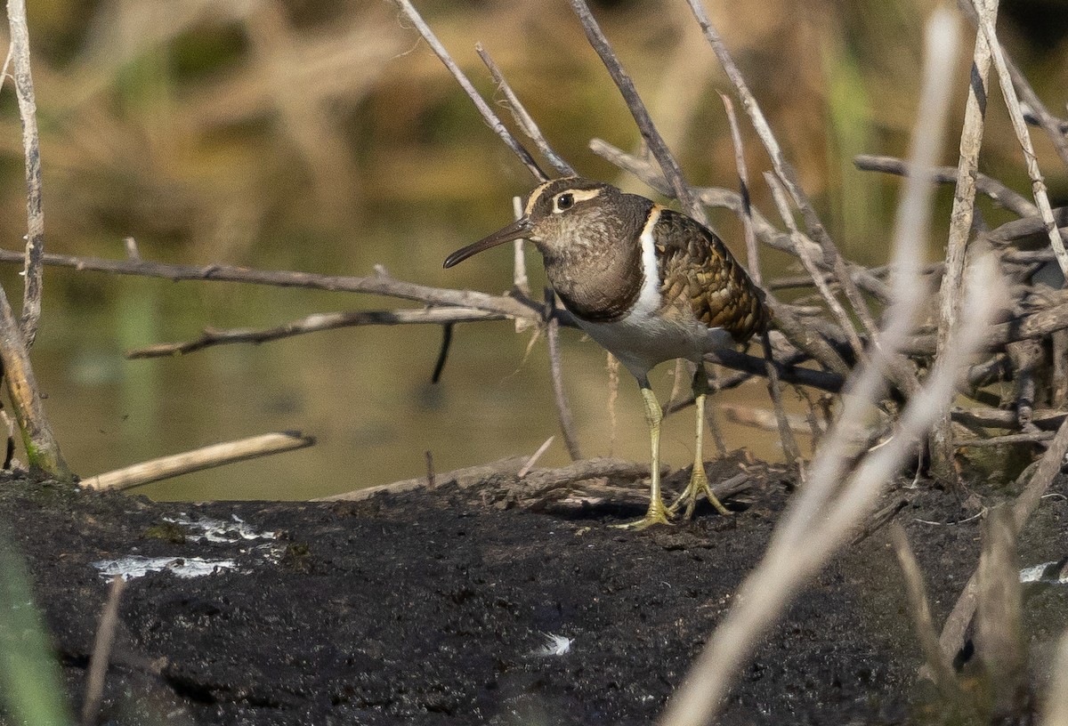 Greater Painted-Snipe - ML614046548