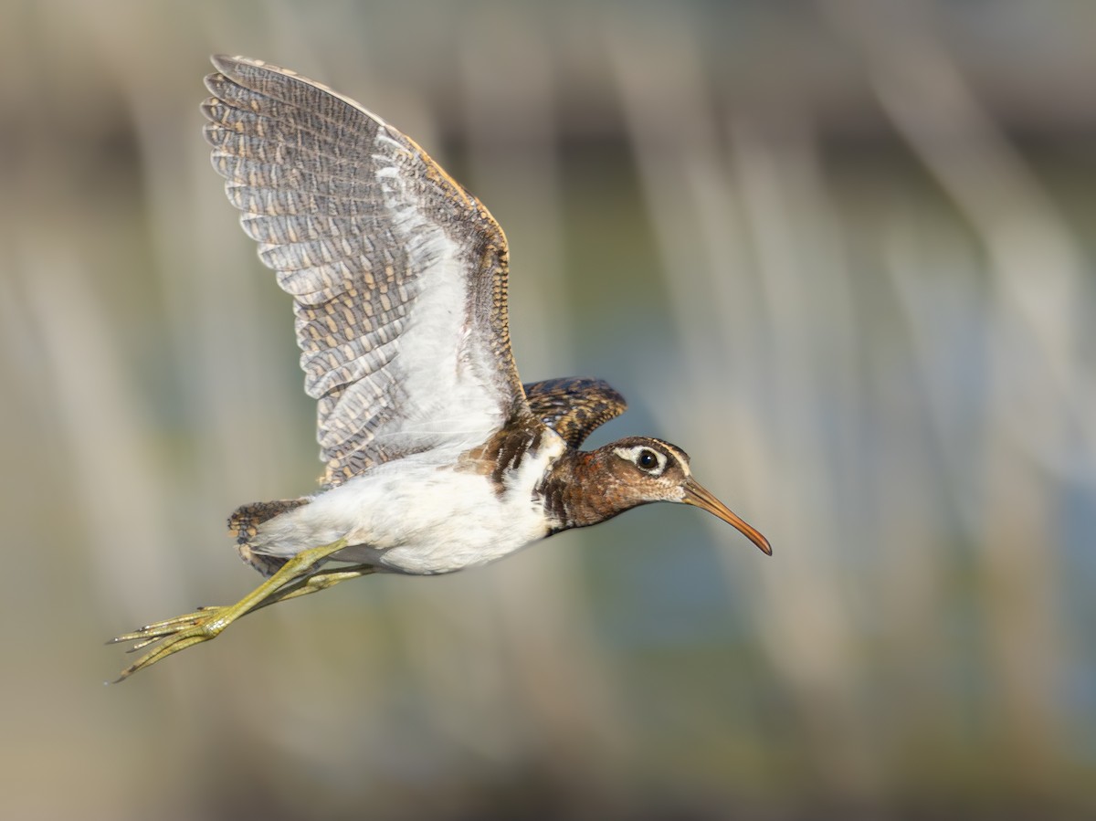 Greater Painted-Snipe - ML614046549