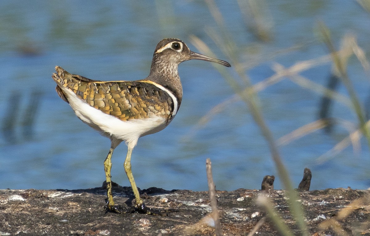 Greater Painted-Snipe - ML614046550