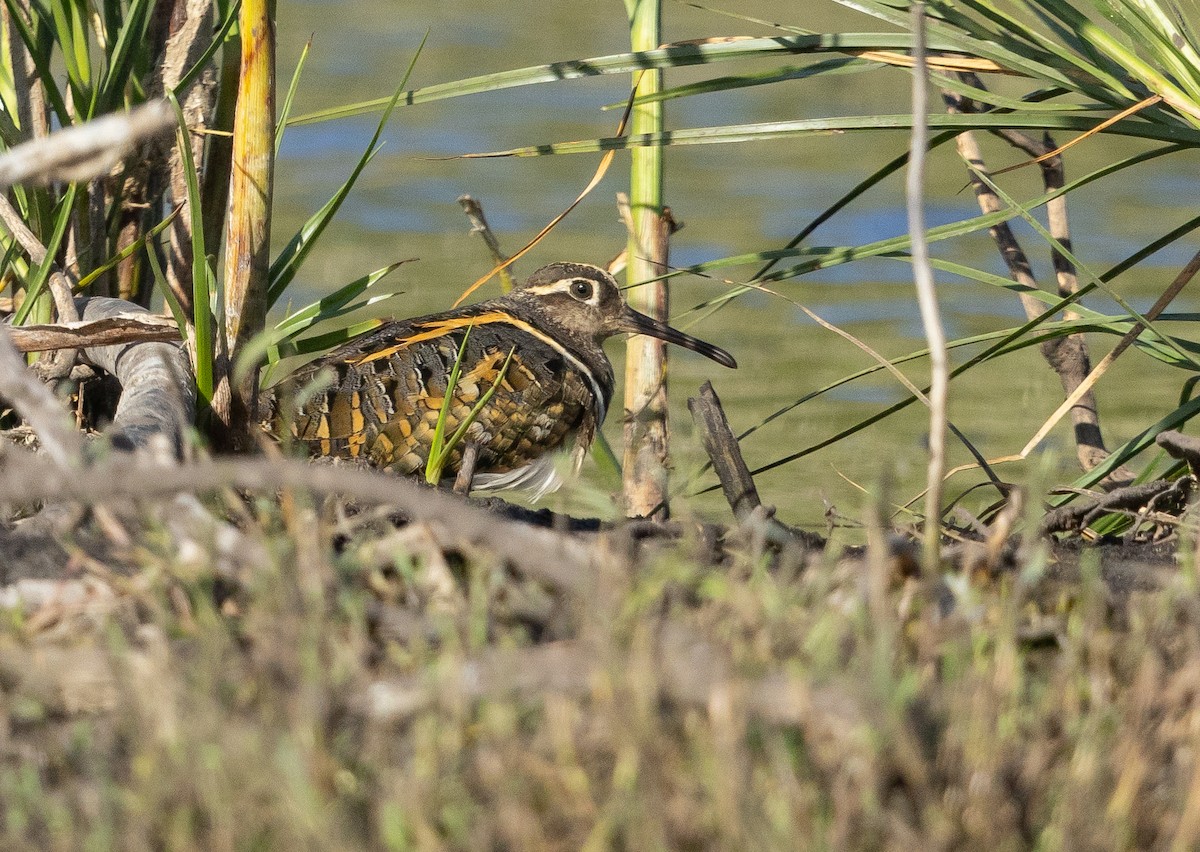 Greater Painted-Snipe - ML614046551