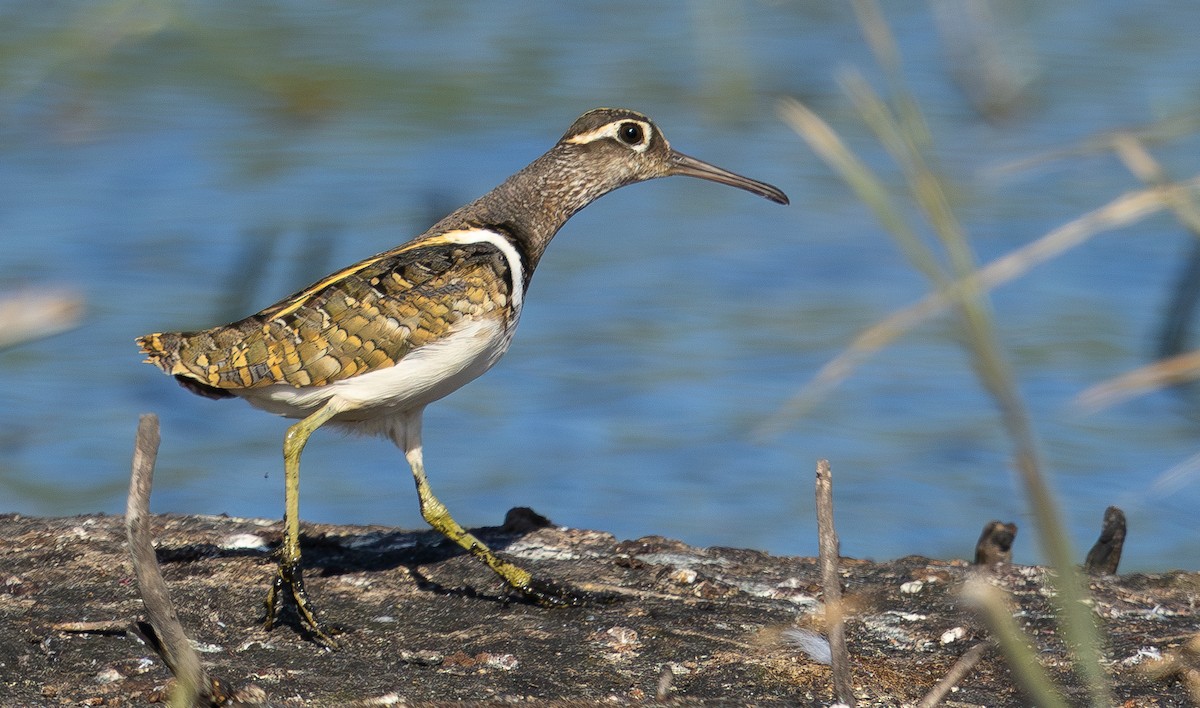 Greater Painted-Snipe - ML614046552