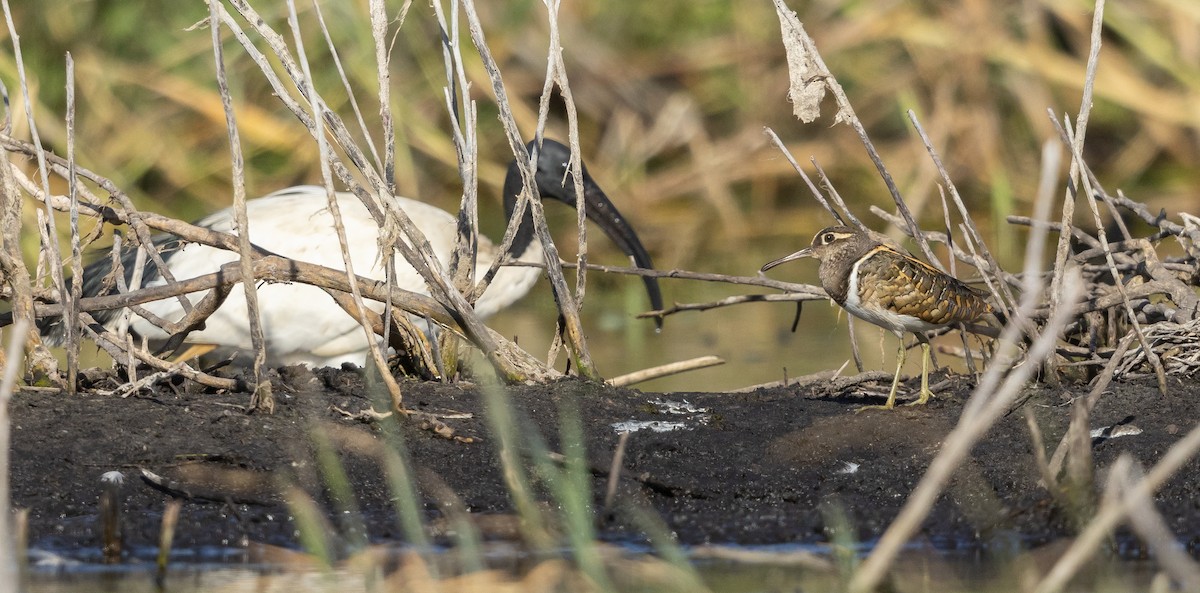 Greater Painted-Snipe - ML614046553