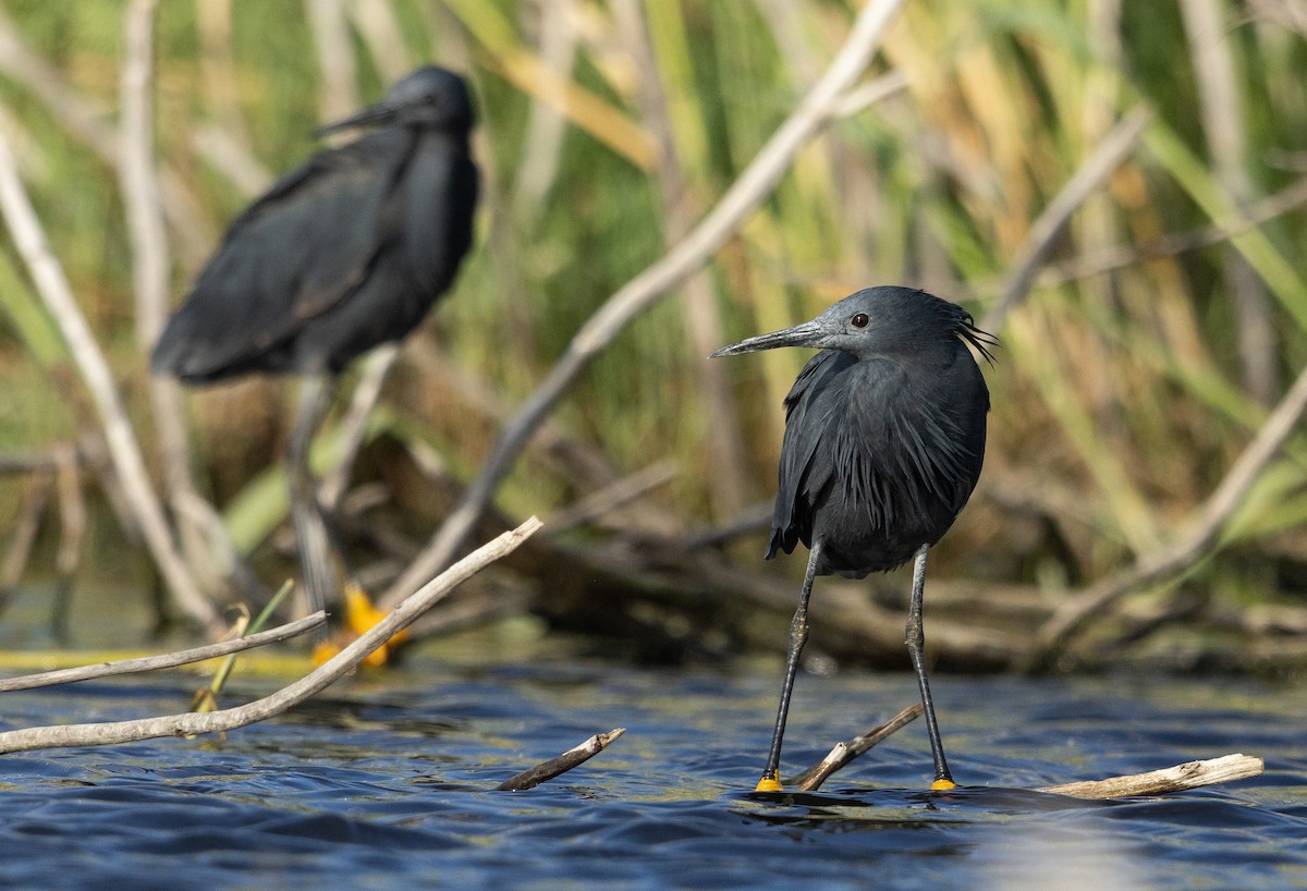 Black Heron - ML614046582