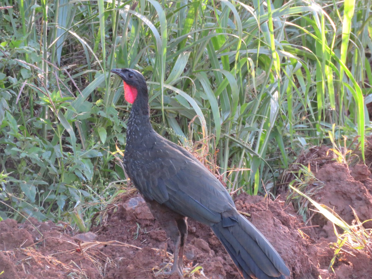 Dusky-legged Guan - ML614046609