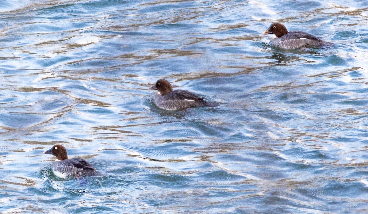 Common Goldeneye - ML614046634