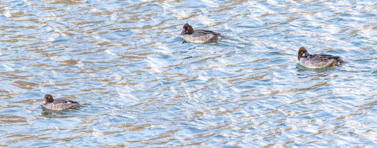 Common Goldeneye - Alex Shipherd