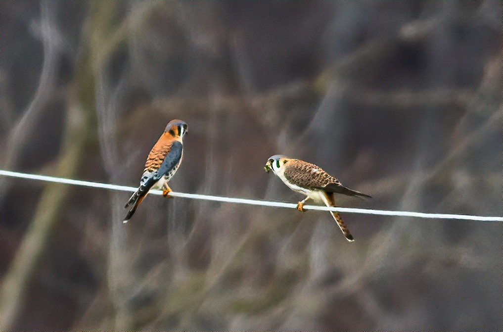 American Kestrel - ML614046645