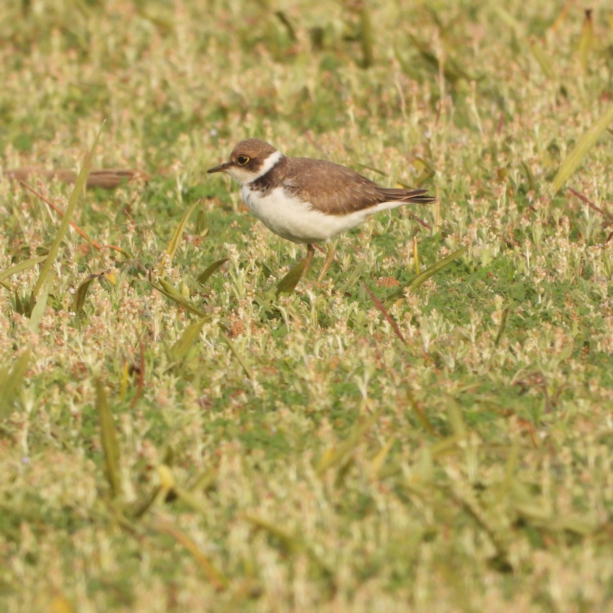 Little Ringed Plover - ML614046712