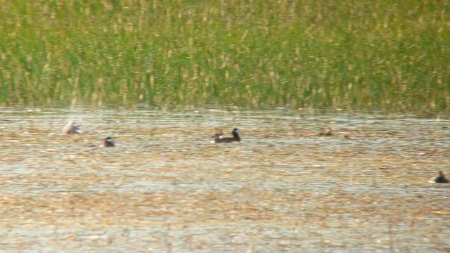 Ruddy Duck - ML614046762