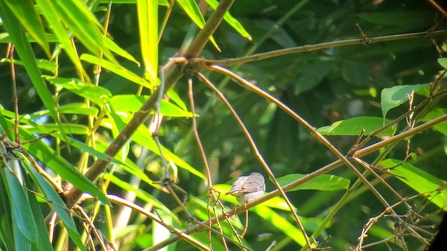 Slate-colored Seedeater - ML614046901