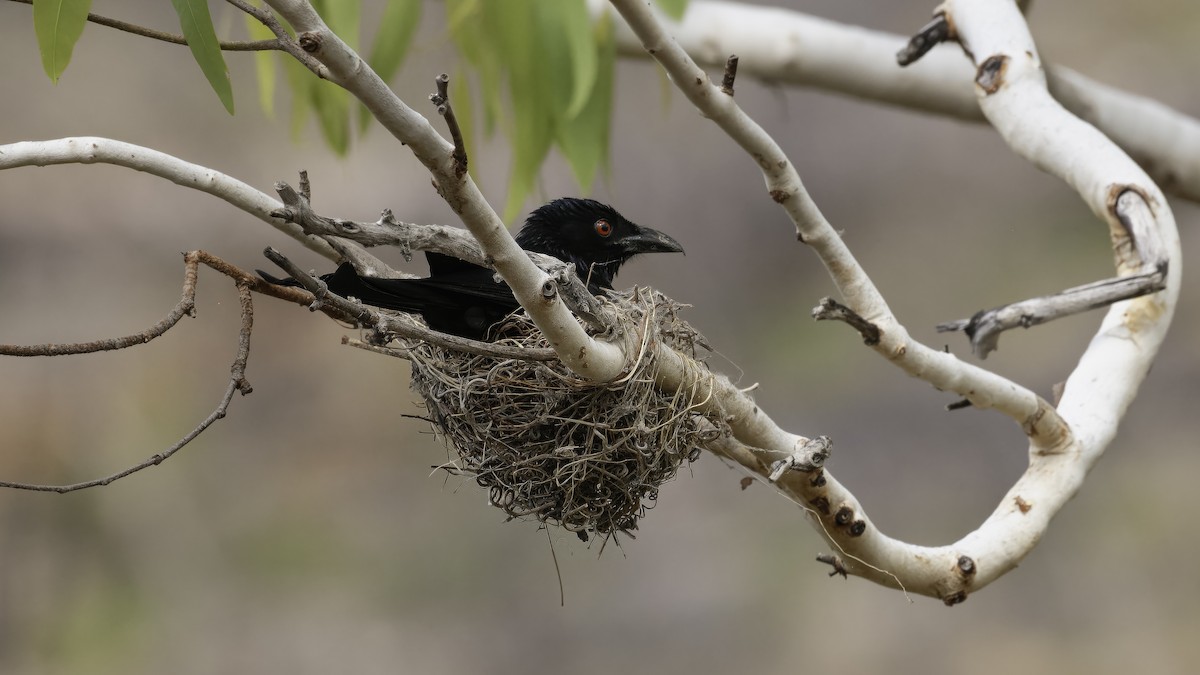 Spangled Drongo (Spangled) - Markus Craig