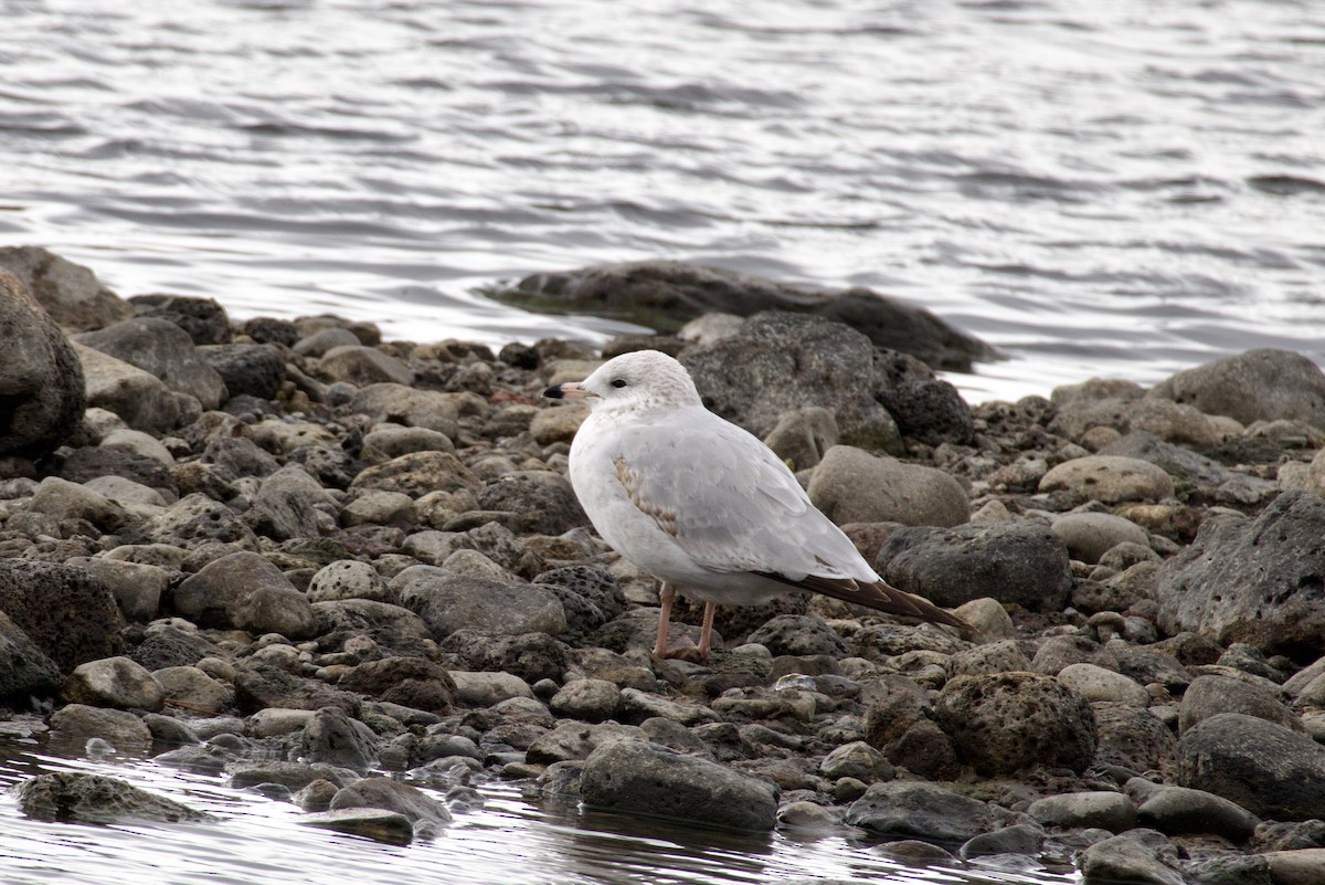 Ring-billed Gull - ML614047014