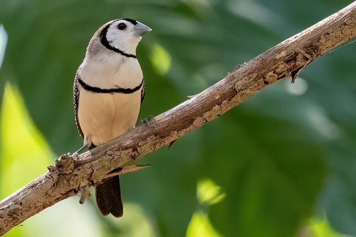 Double-barred Finch - ML614047015