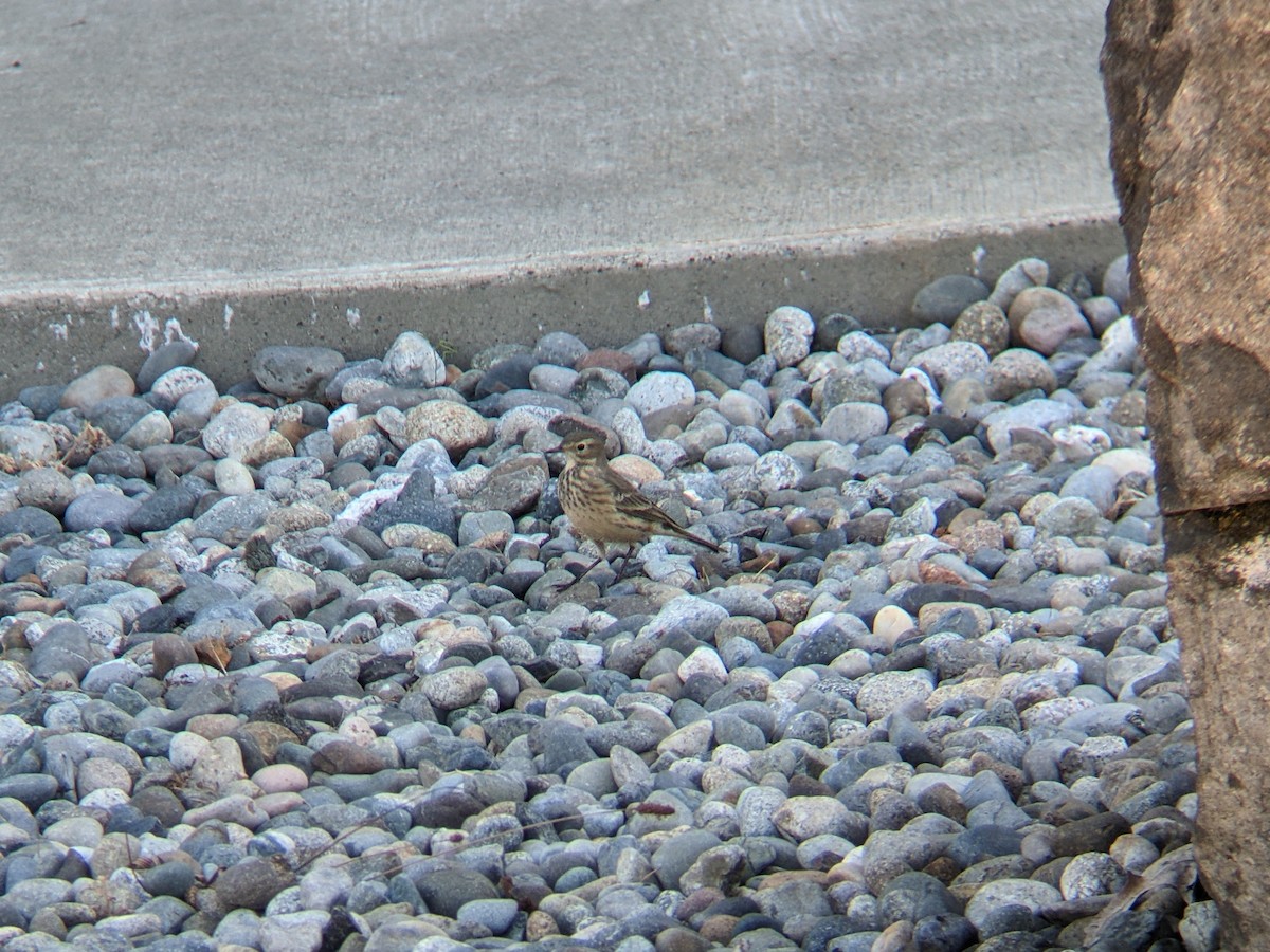 American Pipit - Dave Slager