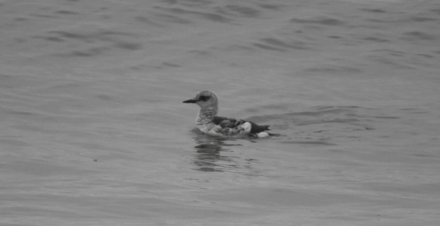 Black Guillemot - ML614047021