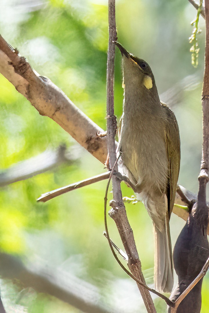 Yellow-spotted Honeyeater - James Hoagland