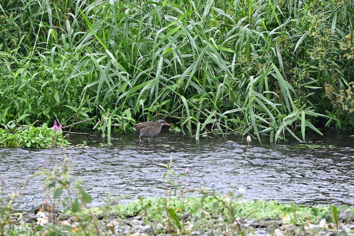 Brown-cheeked Rail - Lee-Lien WANG