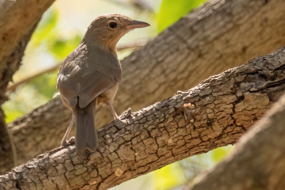 Rufous Shrikethrush - ML614047055