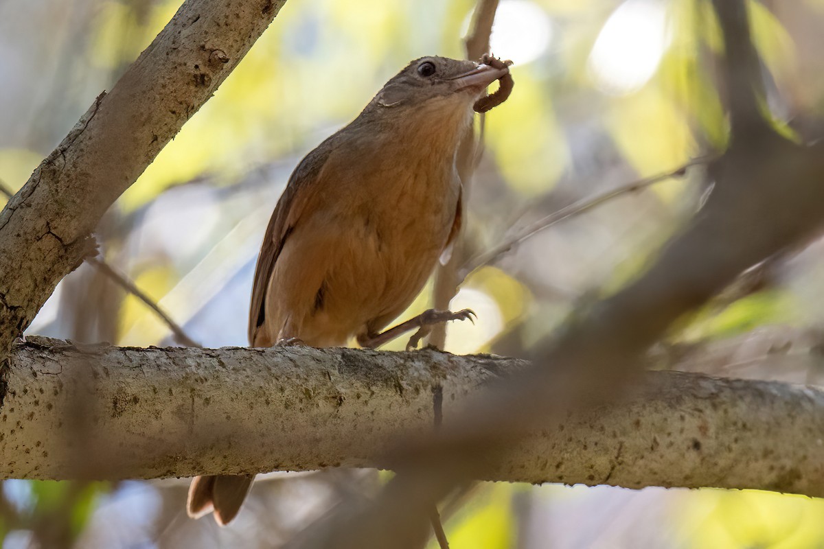 Rufous Shrikethrush - ML614047057