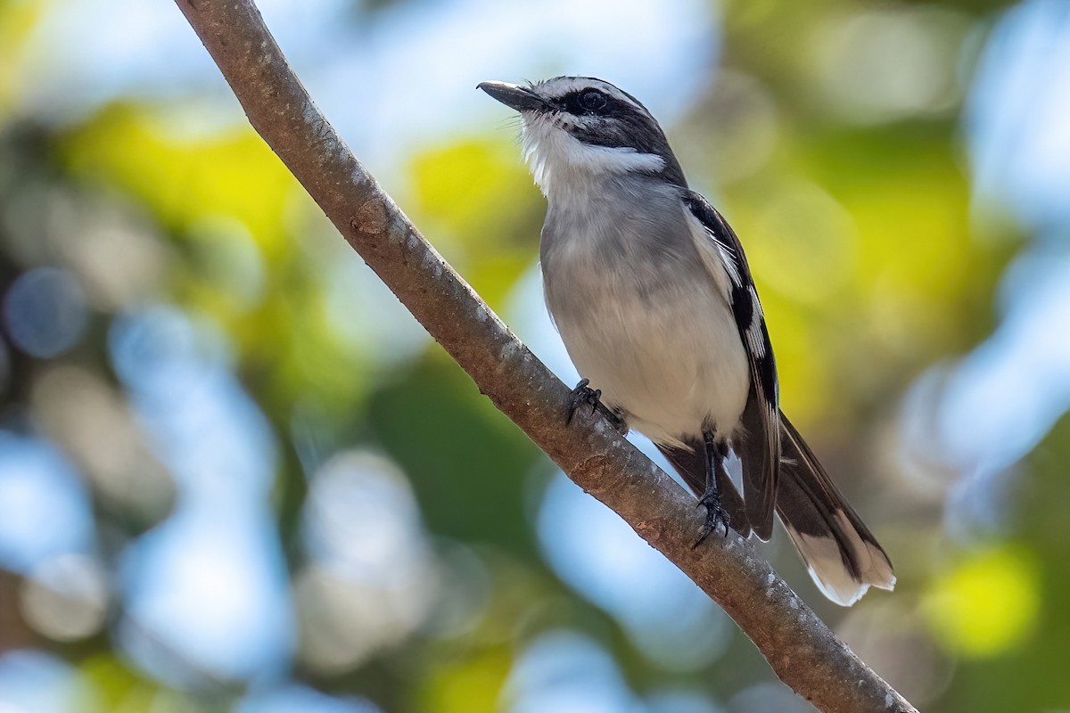 White-browed Robin - ML614047059