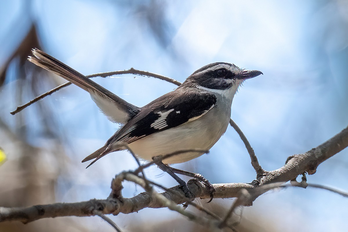 White-browed Robin - ML614047062