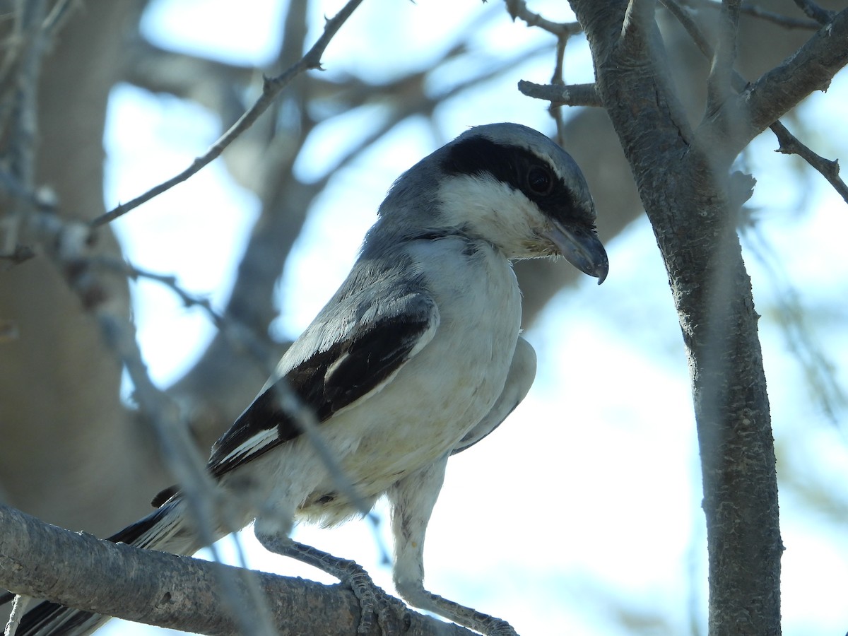 Great Gray Shrike - ML614047071